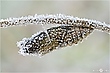 Schwalbenschwanz Puppe im Frost