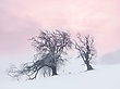 Winterwunderland