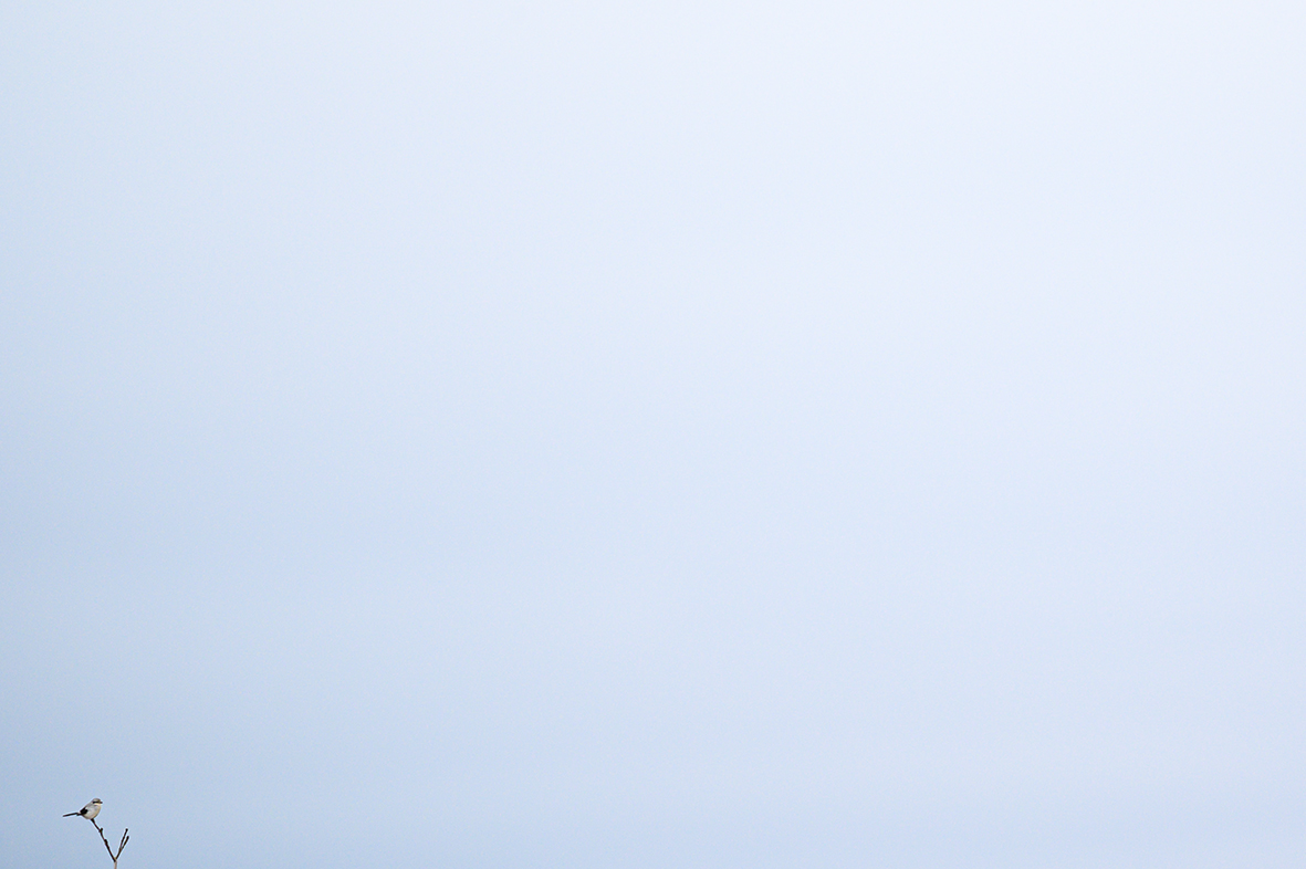 Viel Himmel, wenig Vogel