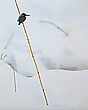 Die Stabhochspringerin