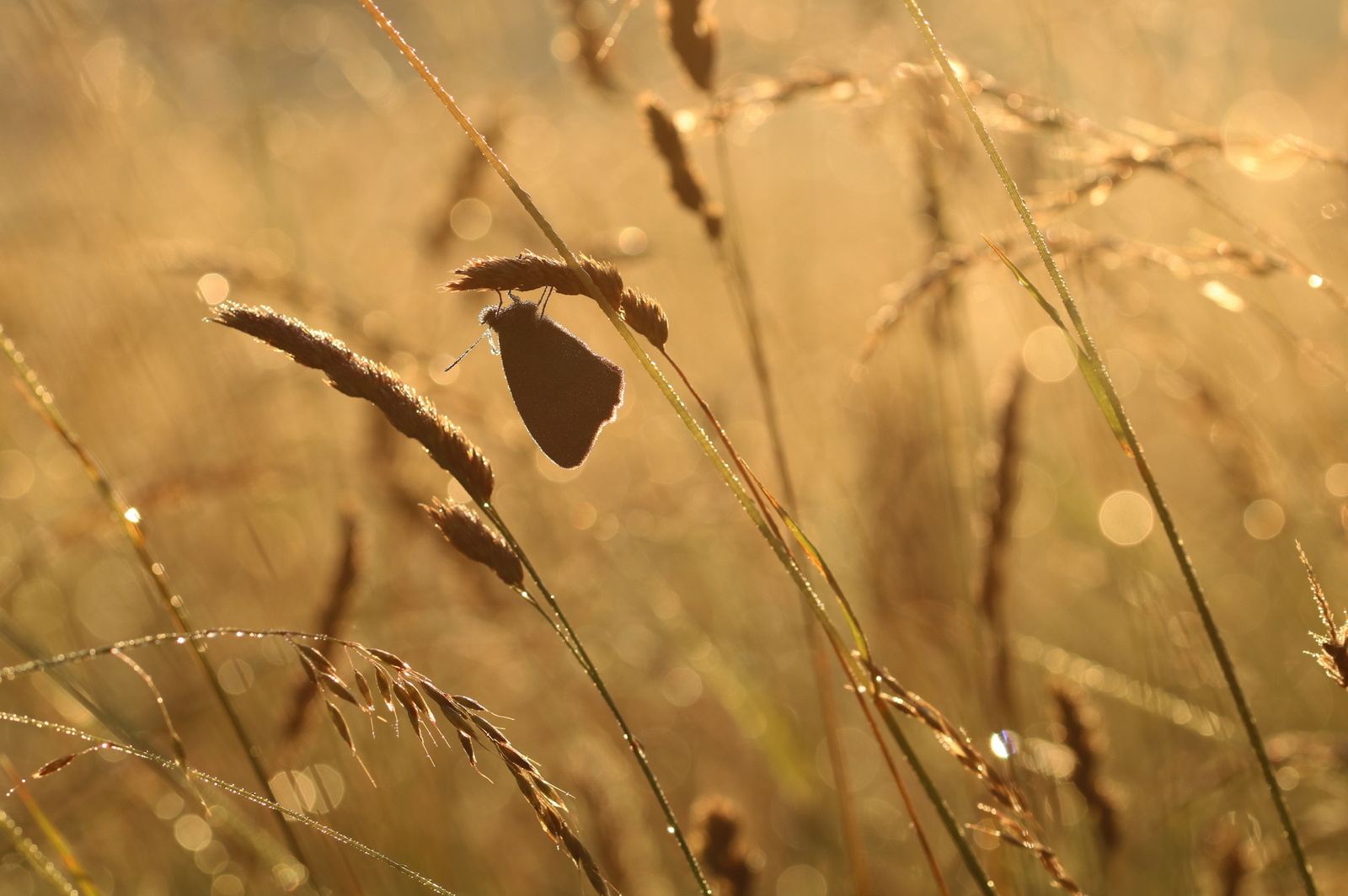 Früh morgens in der Wiese