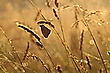 Früh morgens in der Wiese
