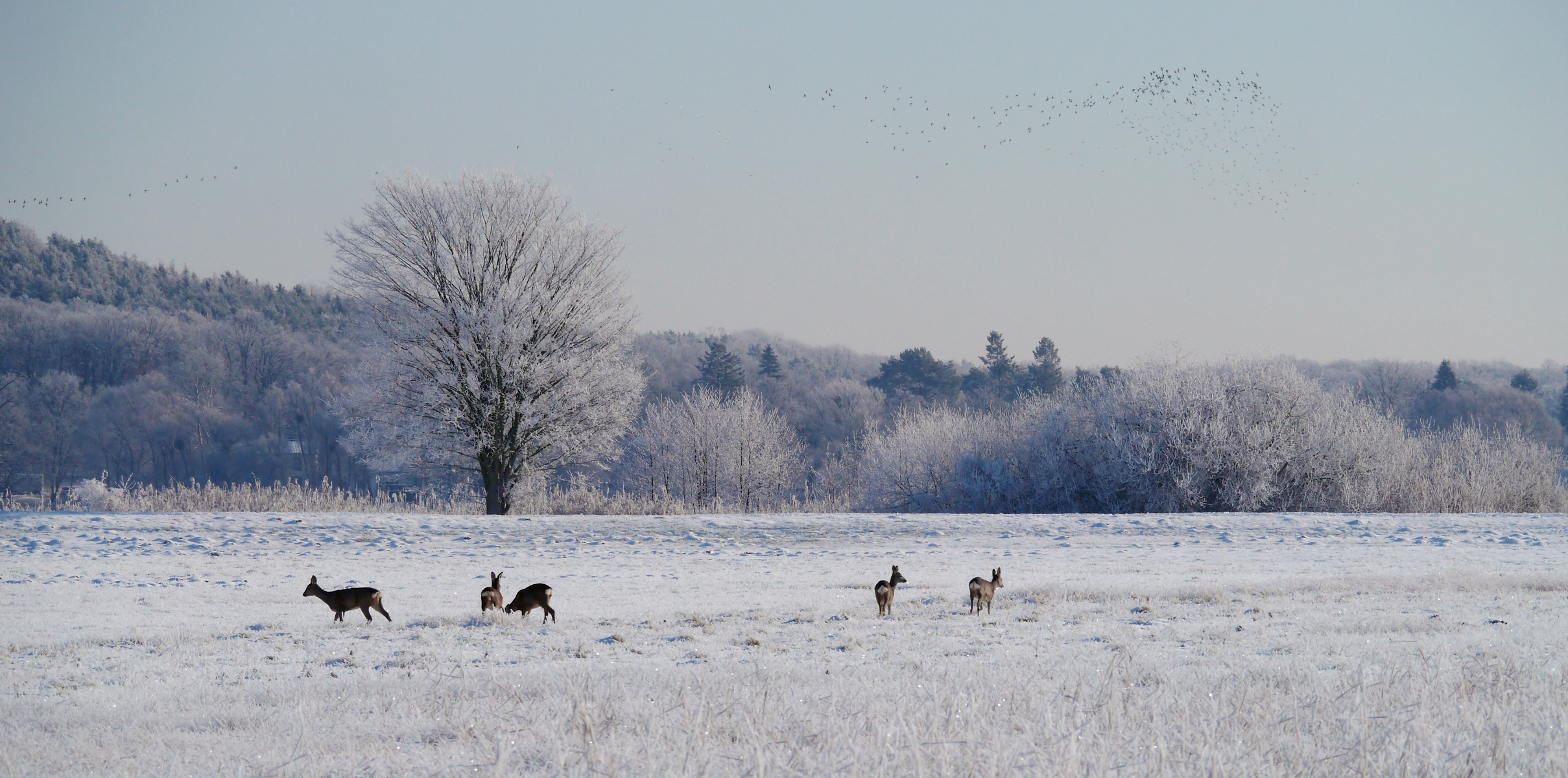 Winterstimmung ....