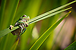 Laubfrosch