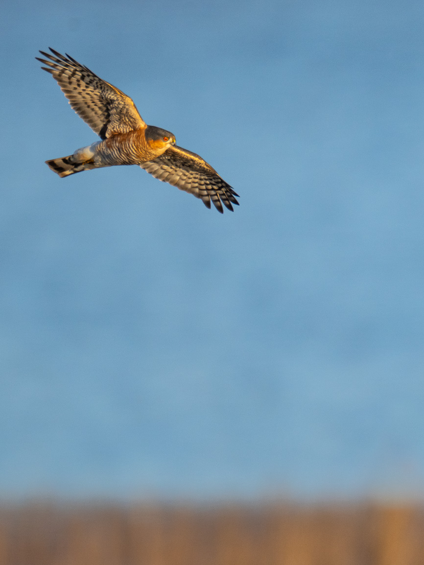 Kontrollflug des Sperbers