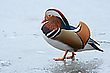 Mandarinerpel