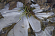 Eisblume