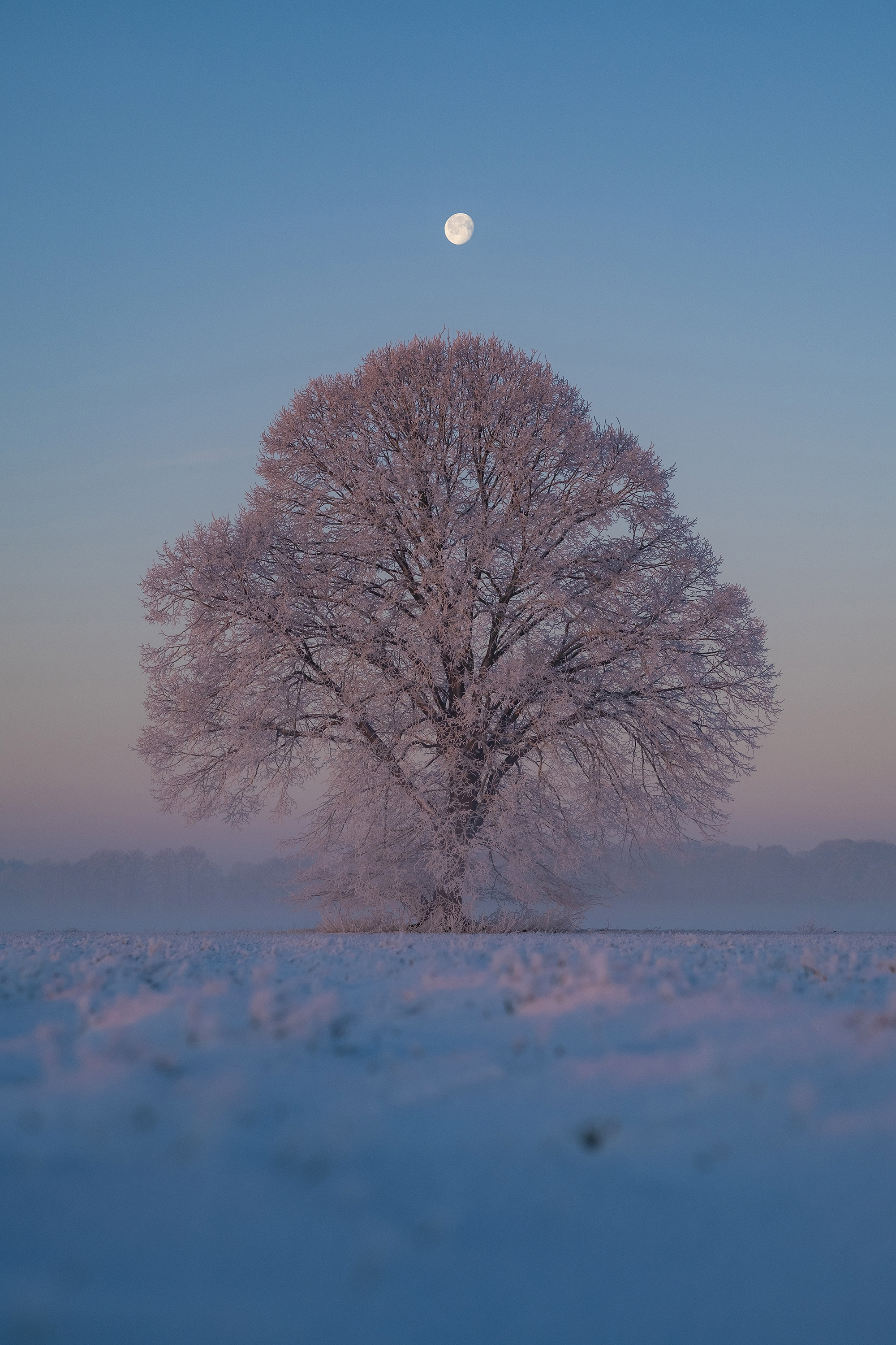 Winterliches Baumportrait