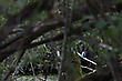 Blauer Farbtupfer