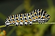 Die Schwalbenschwanzraupe