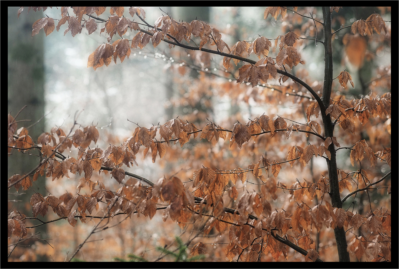 Der Schnee ist weg... es regnet.
