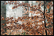 Der Schnee ist weg... es regnet.