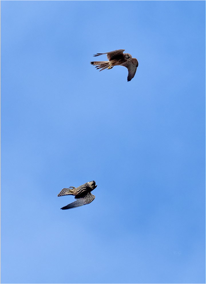 „Im Rückenflug“