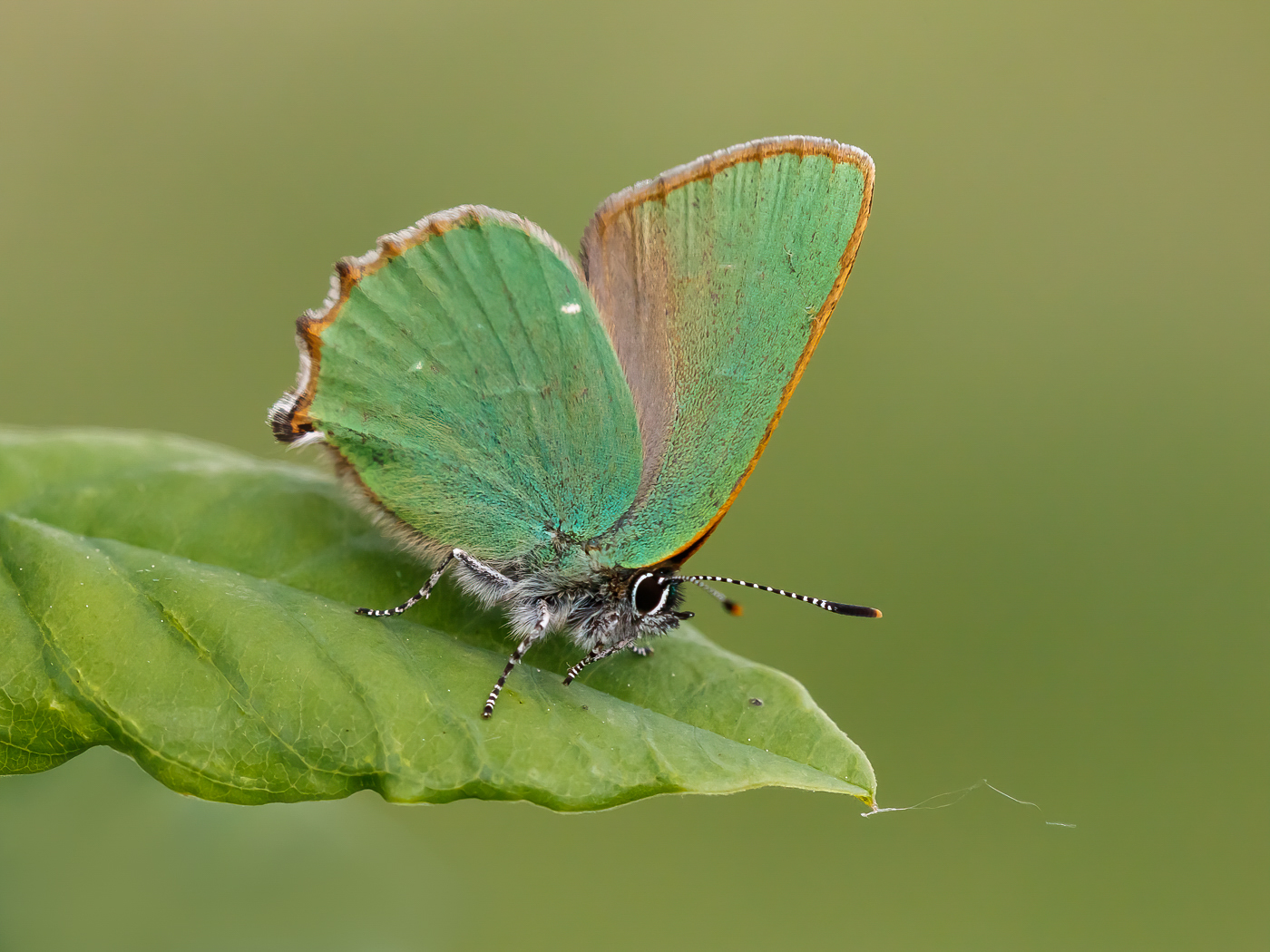 Brombeerzipfelfalter (Forum für Naturfotografen)