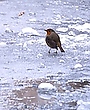 "Eisvogel"