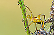 Gerandete Jagdspinne