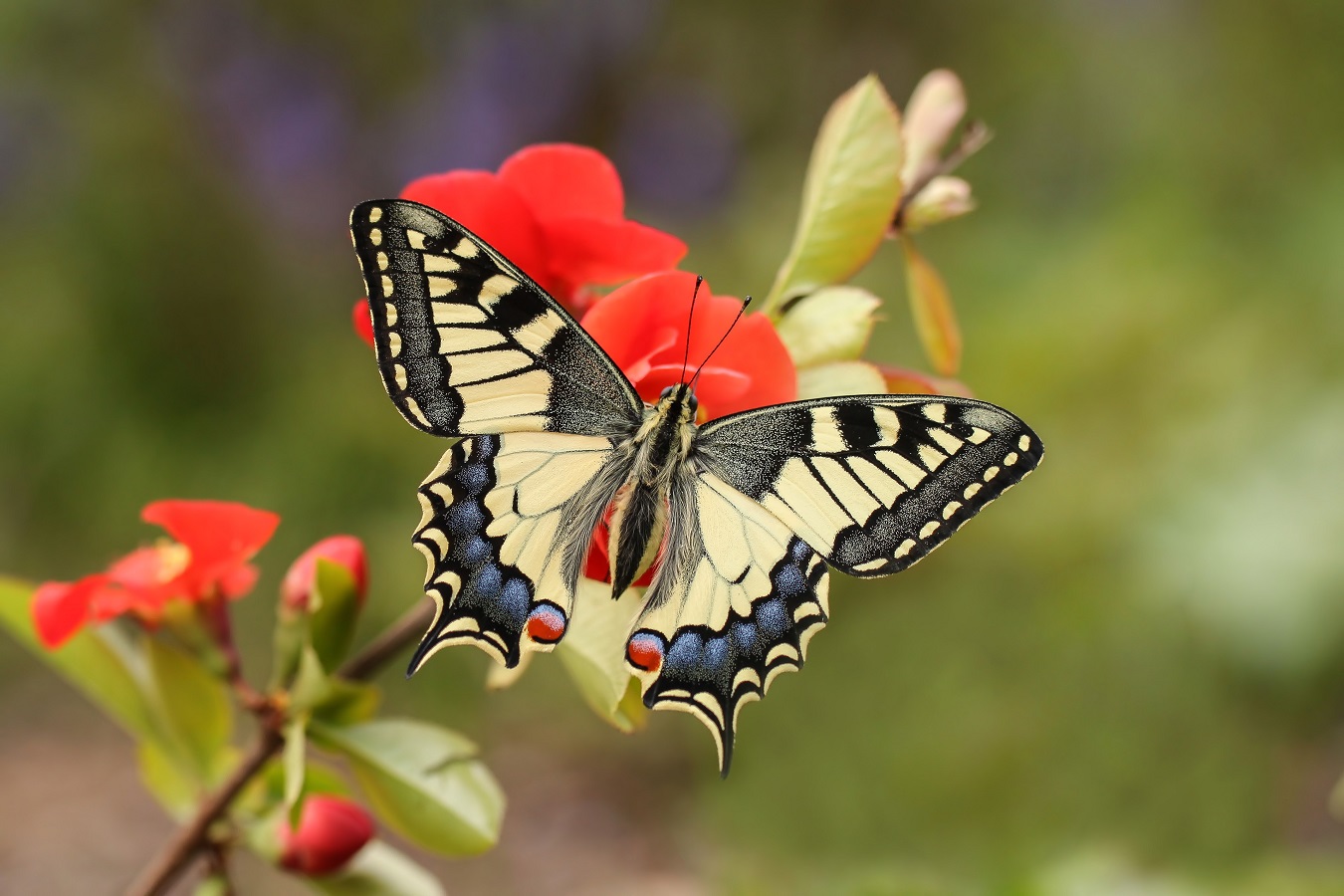 Papilio machaon