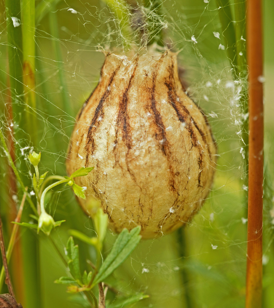 Scheinbar eine Amphore aus Seide....