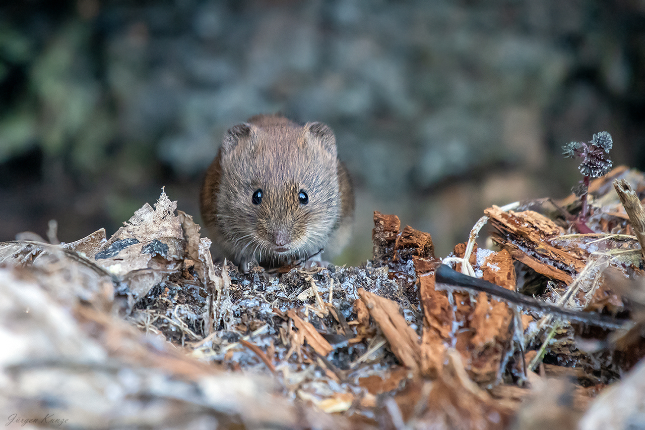 Zwei Knopfaugen (Forum für Naturfotografen)