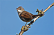 „Ein Sommervogel“
