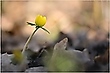 Die ersten Winterlinge
