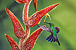 "Colors of nature"