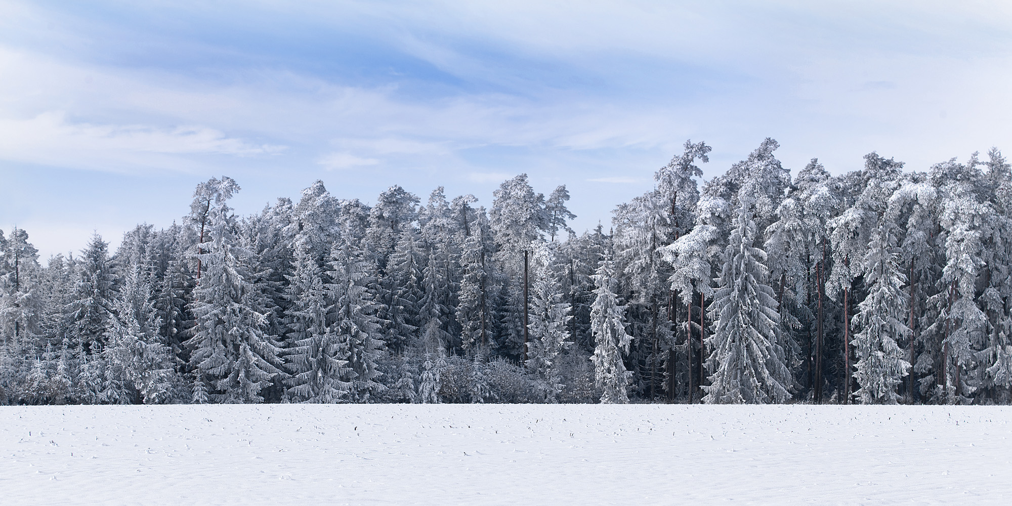 Winterwald