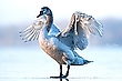 Höckerschwan