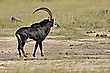 Rappenantilope