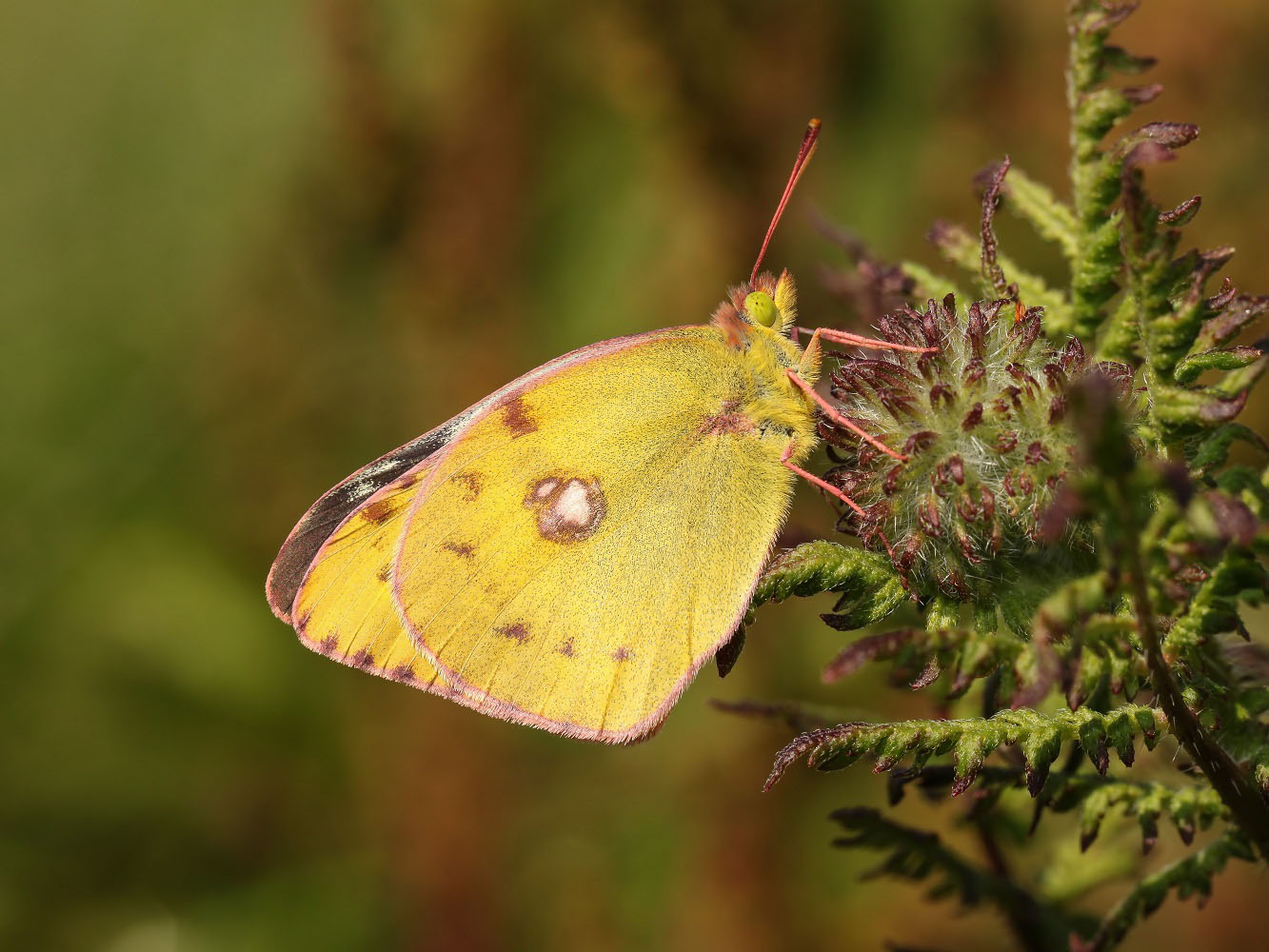 Colias hyale