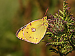 Colias hyale
