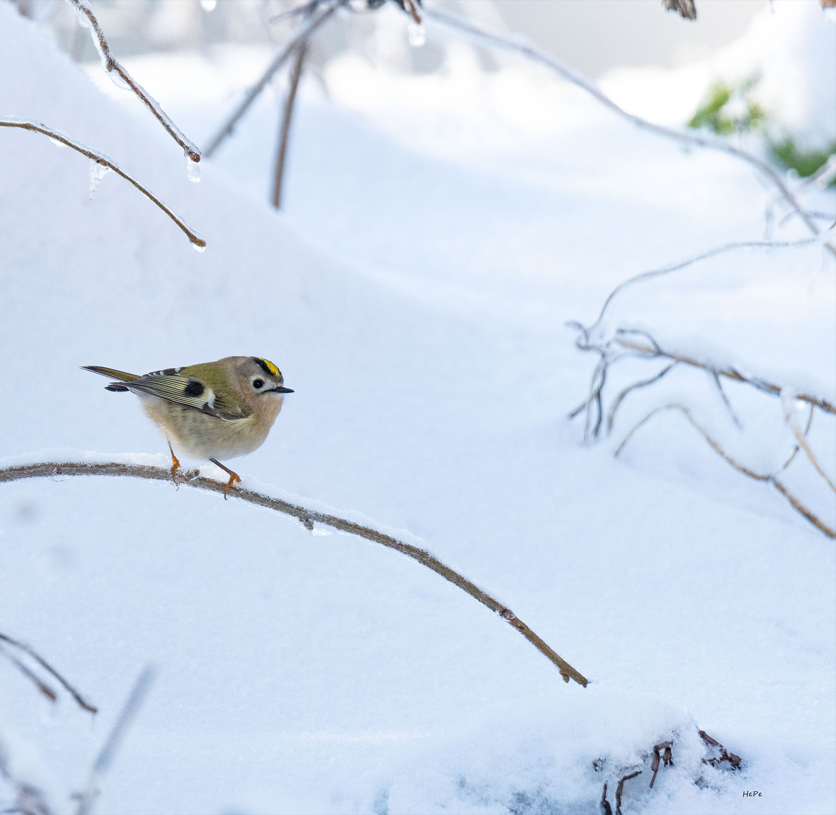 Wintergoldhähnchen