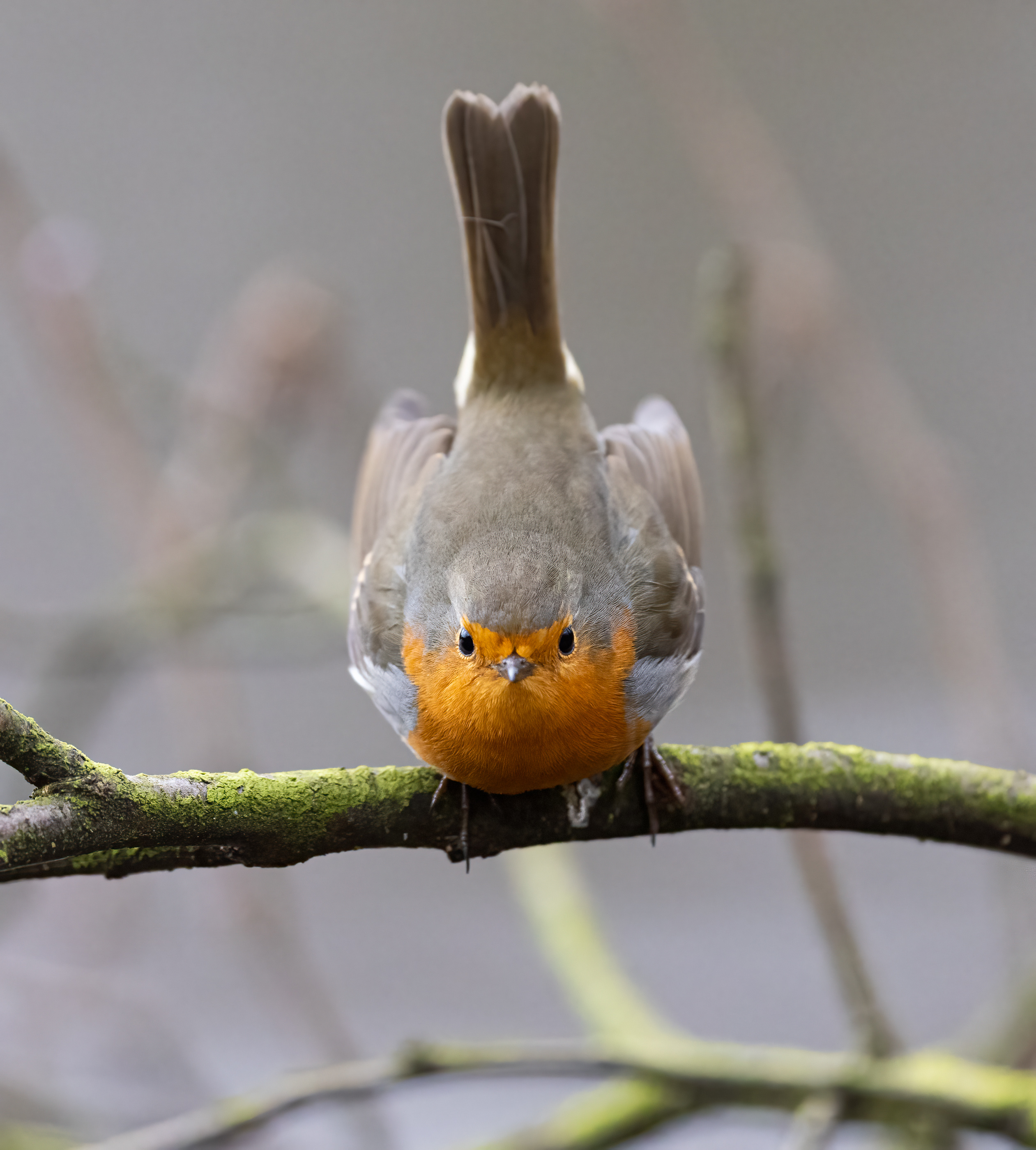 Rotkehlchen auf dem Sprung