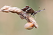 Grasschmuck-Dreierlei