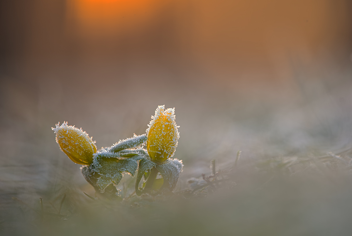 Ein kalter Morgen,