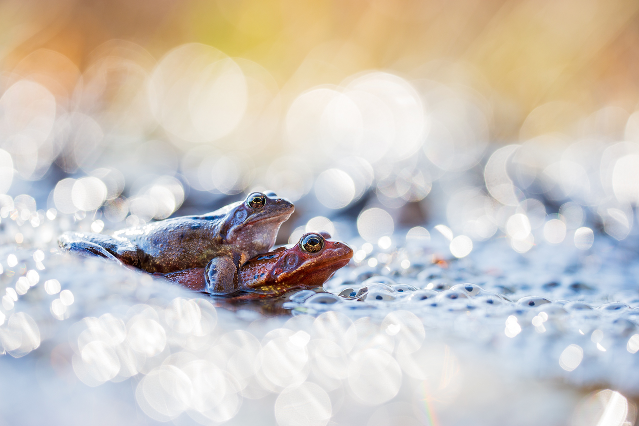 Grasfroschhochzeit