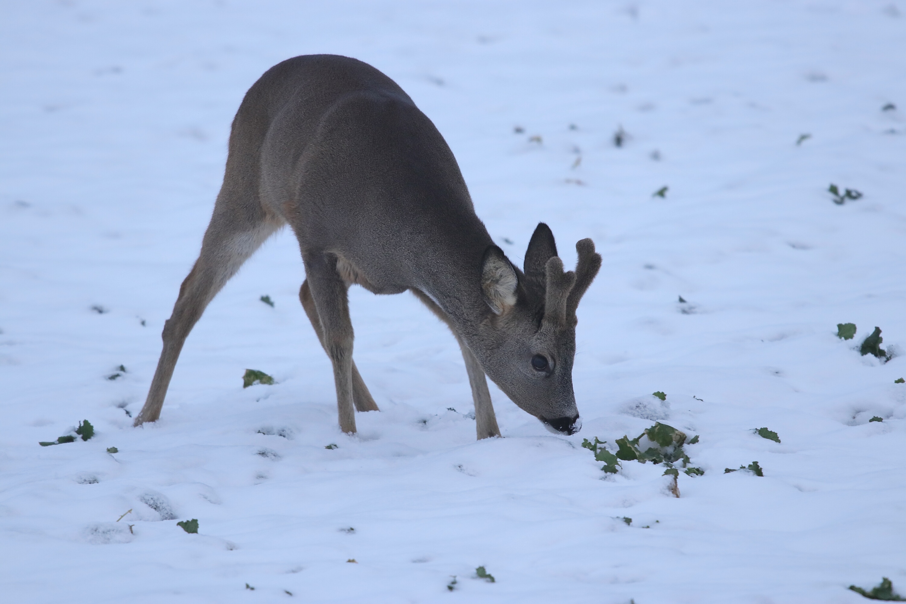 Rehbock im Schnee