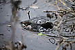 Schwimmender Maulwurf