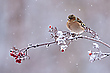 Buchfink im Schnee