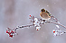 Buchfink im Schnee