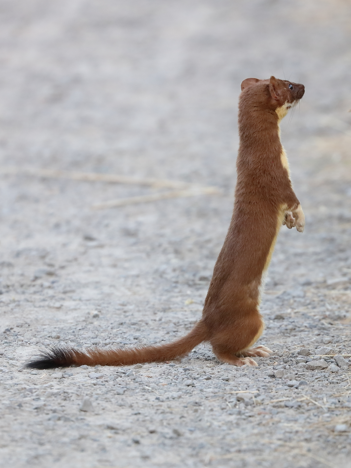 Langschwanzwiesel (Mustela frenata)