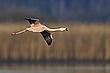 Chileflamingo