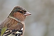 Buchfink (Portrait)
