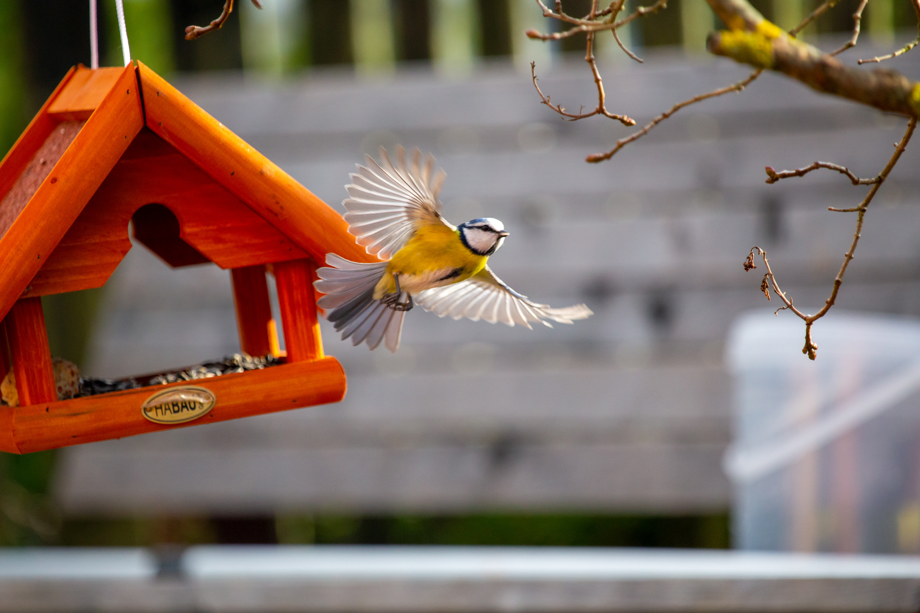 Meise im Abflug