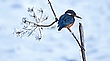 Eisvogel im Schnee