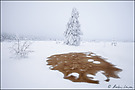 Wasseradern im Hohen Venn