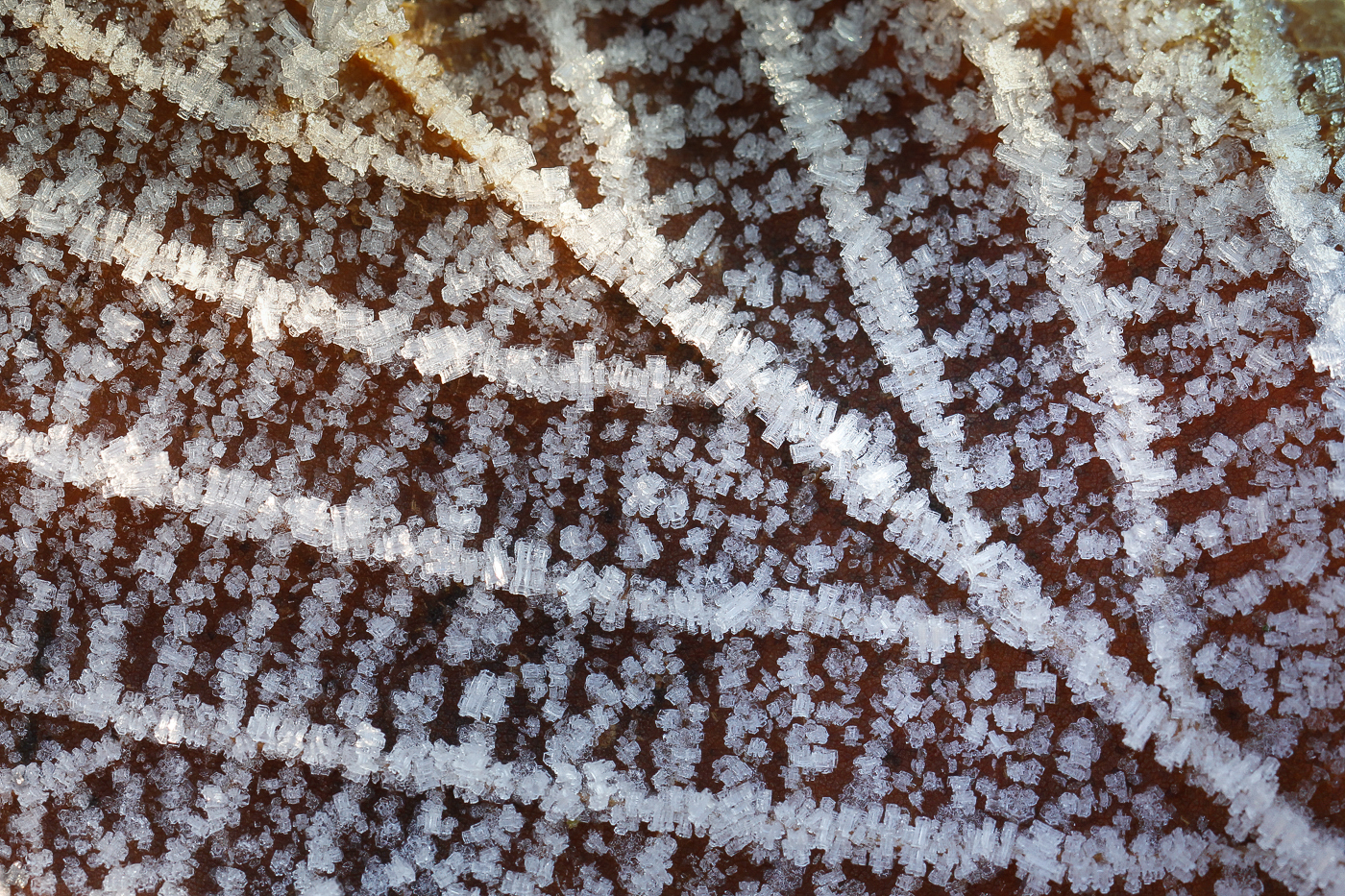 Blattdetail mit Raureif
