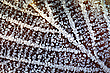 Blattdetail mit Raureif