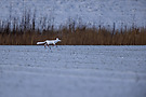 Nordfriesischer Polarfuchs ... oder ...