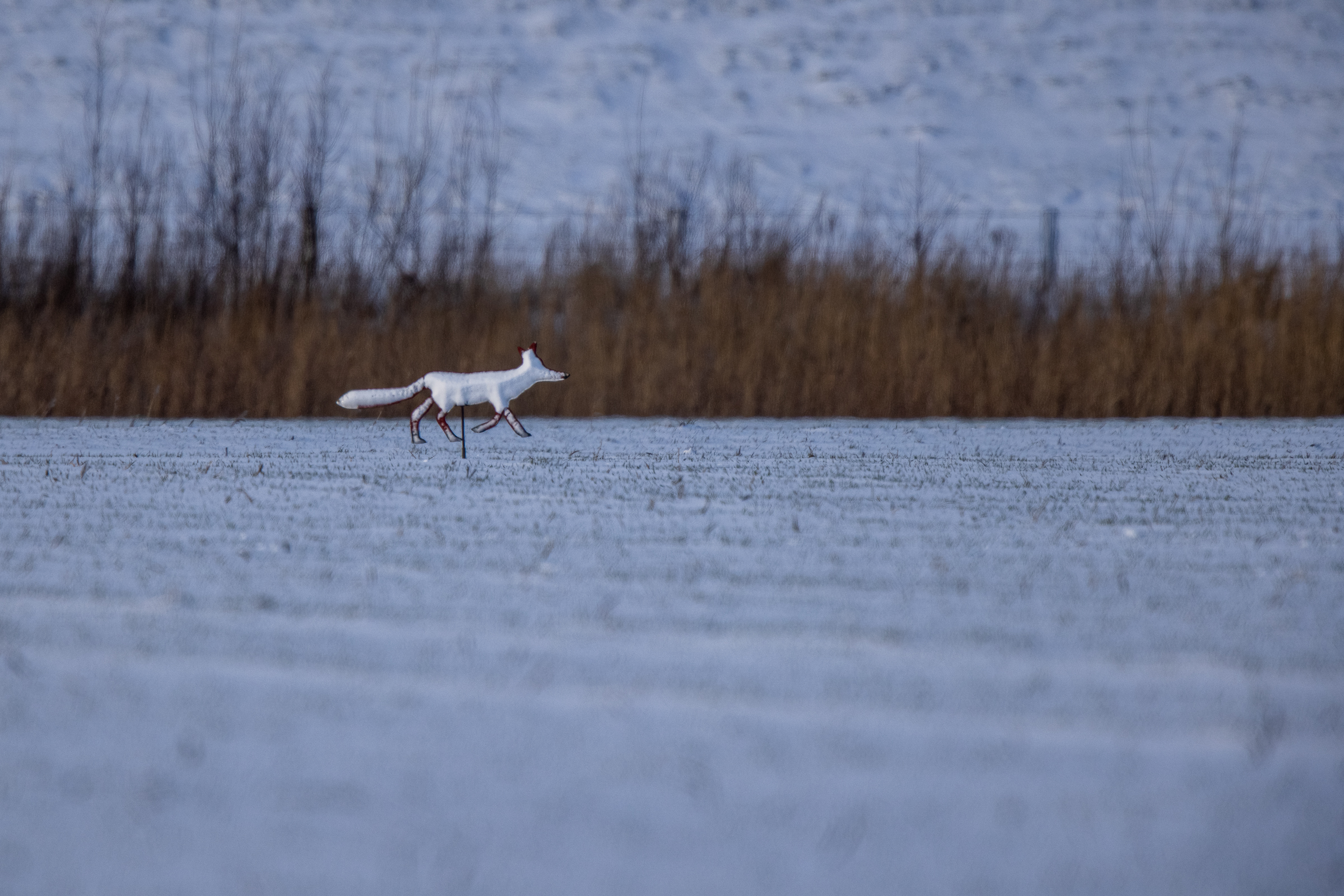 Nordfriesischer Polarfuchs ... oder ...